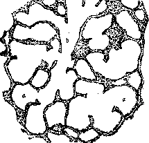 Mammary Gland: figure 11 from the 1928–1936 encyclopedia article