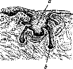 Mammary Gland: figure 10 from the 1928–1936 encyclopedia article