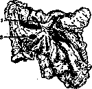 Duodenum: figure 13 from the 1928–1936 encyclopedia article