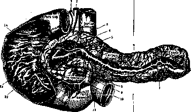 Duodenum: figure 3 from the 1928–1936 encyclopedia article