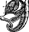 Duodenum: figure 1 from the 1928–1936 encyclopedia article