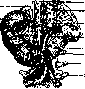 Duodenum: figure 2 from the 1928–1936 encyclopedia article