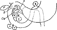 Duodenum: figure 26 from the 1928–1936 encyclopedia article