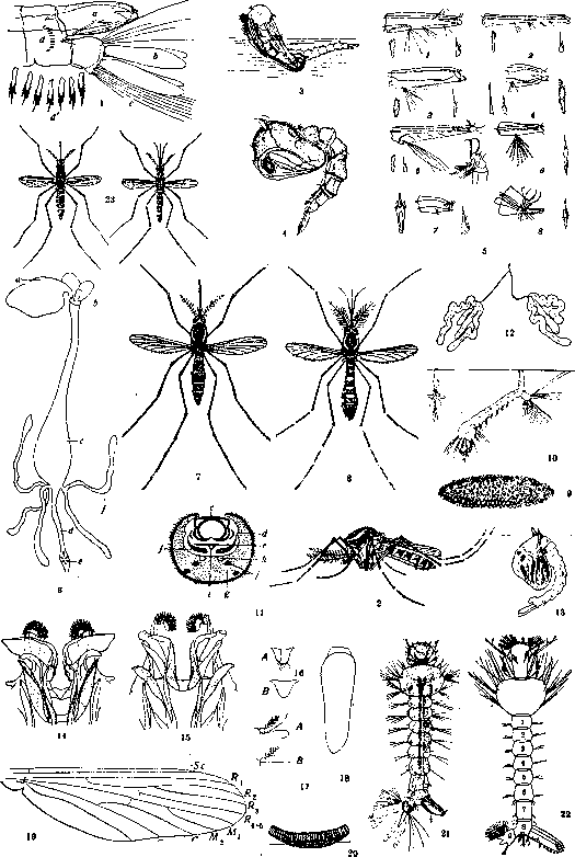 Mosquitoes: figure 1 from the 1928–1936 encyclopedia article