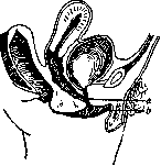 Hypospadias: figure 1 from the 1928–1936 encyclopedia article
