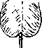 Hypospadias: figure 16 from the 1928–1936 encyclopedia article