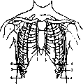 Thorax: figure 5 from the 1928–1936 encyclopedia article