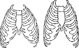 Thorax: figure 3 from the 1928–1936 encyclopedia article