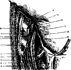 Thorax: figure 4 from the 1928–1936 encyclopedia article