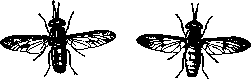 Horseflies: figure 2 from the 1928–1936 encyclopedia article