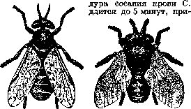 Horseflies: figure 1 from the 1928–1936 encyclopedia article