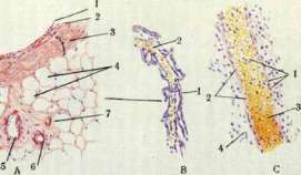 Portal Vein: figure 5 from the 1928–1936 encyclopedia article