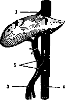 Portal Vein: figure 2 from the 1928–1936 encyclopedia article