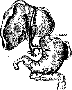 Portal Vein: figure 1 from the 1928–1936 encyclopedia article