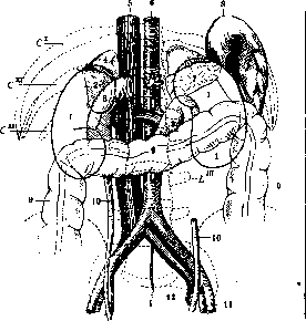 Kidneys: figure 4 from the 1928–1936 encyclopedia article