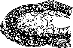Kidneys: figure 18 from the 1928–1936 encyclopedia article