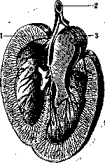 Kidneys: figure 11 from the 1928–1936 encyclopedia article