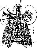 Kidneys: figure 20 from the 1928–1936 encyclopedia article