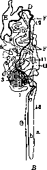 Kidneys: figure 16 from the 1928–1936 encyclopedia article