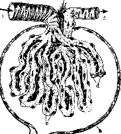 Kidneys: figure 14 from the 1928–1936 encyclopedia article
