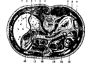 Kidneys: figure 5 from the 1928–1936 encyclopedia article