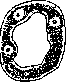 Kidneys: figure 17 from the 1928–1936 encyclopedia article