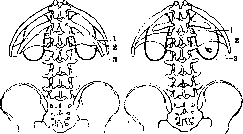 Kidneys: figure 3 from the 1928–1936 encyclopedia article