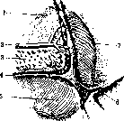 Kidneys: figure 7 from the 1928–1936 encyclopedia article