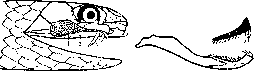 Snakes: figure 5 from the 1928–1936 encyclopedia article
