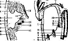 Parotid Gland: figure 6 from the 1928–1936 encyclopedia article