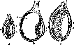 Orthophoria: figure 1 from the 1928–1936 encyclopedia article