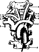 Thoracic Duct: figure 1 from the 1928–1936 encyclopedia article