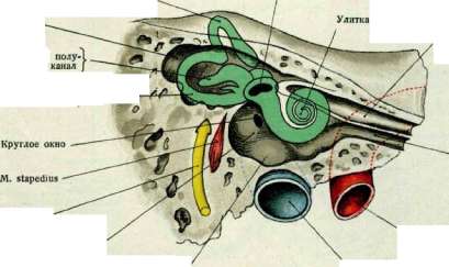 Inner Ear: figure 2 from the 1928–1936 encyclopedia article