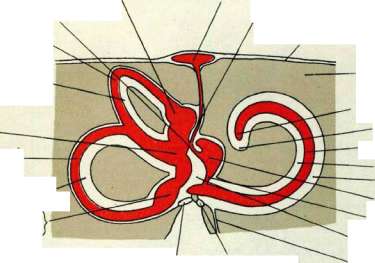 Inner Ear: figure 1 from the 1928–1936 encyclopedia article