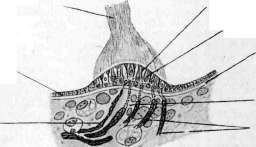 Inner Ear: figure 3 from the 1928–1936 encyclopedia article