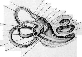 Inner Ear: figure 5 from the 1928–1936 encyclopedia article