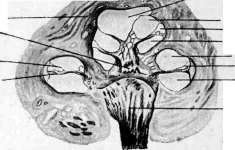 Inner Ear: figure 4 from the 1928–1936 encyclopedia article
