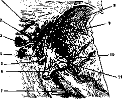 Gasserian Ganglion: figure 1 from the 1928–1936 encyclopedia article