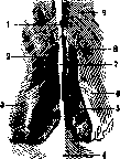Ethmoid Bone: figure 3 from the 1928–1936 encyclopedia article