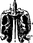 Ethmoid Bone: figure 7 from the 1928–1936 encyclopedia article