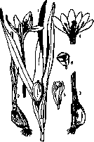 Autumn Crocus: figure 1 from the 1928–1936 encyclopedia article