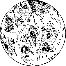 Vagina: figure 2 from the 1928–1936 encyclopedia article