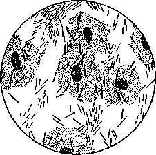 Vagina: figure 1 from the 1928–1936 encyclopedia article
