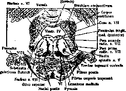 Varolius' Bridge: figure 2 from the 1928–1936 encyclopedia article