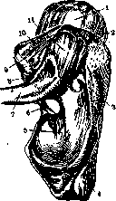 Joints: figure 20 from the 1928–1936 encyclopedia article