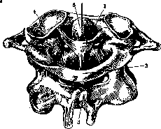 Joints: figure 12 from the 1928–1936 encyclopedia article