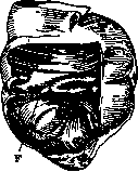 Bauhinian Valve: figure 2 from the 1928–1936 encyclopedia article