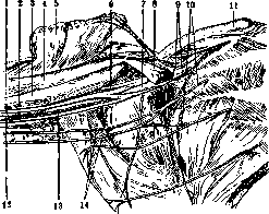 Median Nerve: figure 1 from the 1928–1936 encyclopedia article