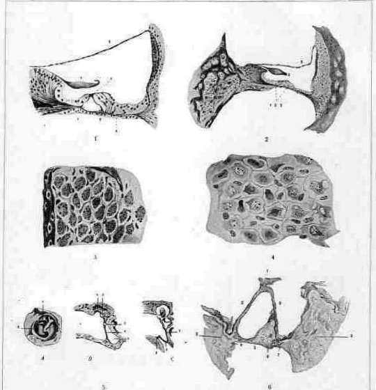 Deafness: figure 1 from the 1928–1936 encyclopedia article