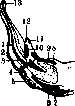Hyoid Bone: figure 5 from the 1928–1936 encyclopedia article